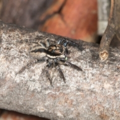 Jotus auripes at Aranda, ACT - 5 May 2022 10:29 AM