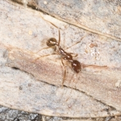 Aphaenogaster longiceps (Funnel ant) at Aranda, ACT - 5 May 2022 by AlisonMilton