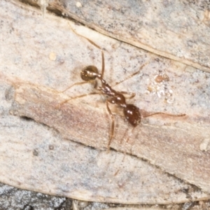 Aphaenogaster longiceps at Aranda, ACT - 5 May 2022