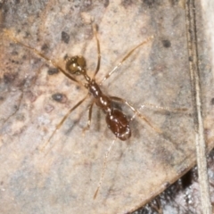 Aphaenogaster longiceps at Aranda, ACT - 5 May 2022