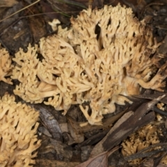 Ramaria sp. (A Coral fungus) at Point 4152 - 5 May 2022 by AlisonMilton