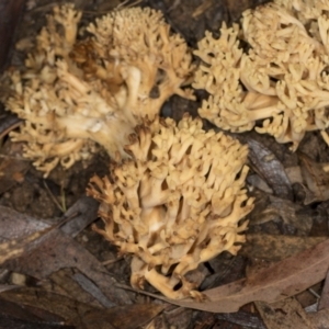 Ramaria sp. at Aranda, ACT - 5 May 2022