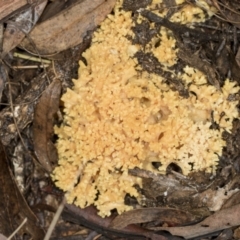 Ramaria sp. at Aranda, ACT - 5 May 2022