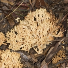 Ramaria sp. at Aranda, ACT - 5 May 2022