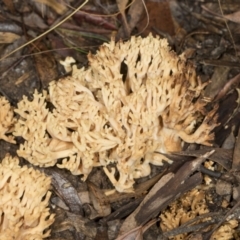 Ramaria sp. at Aranda, ACT - 5 May 2022