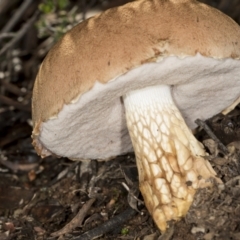 Austroboletus 'reticulate/lacunose stem' at Aranda Bushland - 5 May 2022 by AlisonMilton