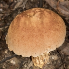 Austroboletus 'reticulate/lacunose stem' at Aranda, ACT - 5 May 2022 10:59 AM