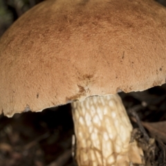 Austroboletus 'reticulate/lacunose stem' at Aranda, ACT - 5 May 2022