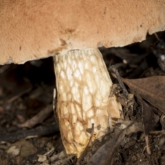 Austroboletus 'reticulate/lacunose stem' at Aranda, ACT - 5 May 2022 10:59 AM