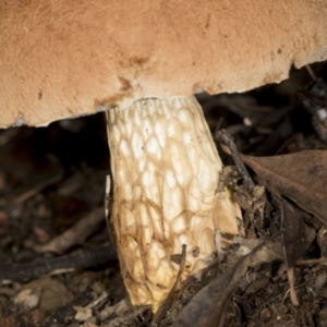 Austroboletus 'reticulate/lacunose stem' at Aranda, ACT - 5 May 2022