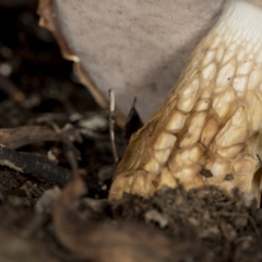 Austroboletus 'reticulate/lacunose stem' at Aranda, ACT - 5 May 2022 10:59 AM