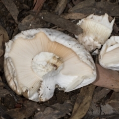 Unverified Cap on a stem; gills below cap [mushrooms or mushroom-like] at Aranda, ACT - 5 May 2022 by AlisonMilton