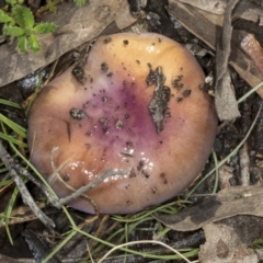 Unidentified Cap on a stem; gills below cap [mushrooms or mushroom-like] (TBC) at Aranda, ACT - 5 May 2022 by AlisonMilton