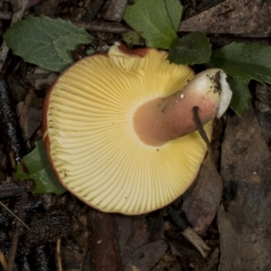 Russula sp. (genus) at Aranda, ACT - 5 May 2022