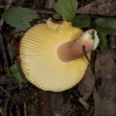 Russula sp. (Russula) at Point 4152 - 5 May 2022 by AlisonMilton