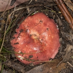 Russula sp. (genus) at Aranda, ACT - 5 May 2022