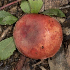 Russula sp. (genus) at Aranda, ACT - 5 May 2022