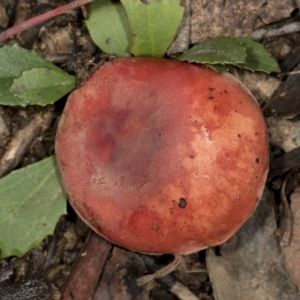 Russula sp. (genus) at Aranda, ACT - 5 May 2022