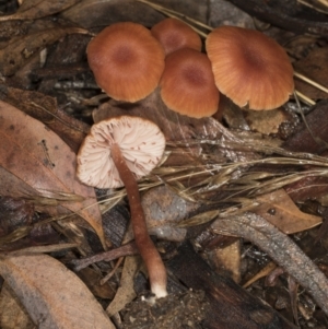 Laccaria sp. at Aranda, ACT - 5 May 2022 10:40 AM