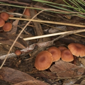 Laccaria sp. at Aranda, ACT - 5 May 2022