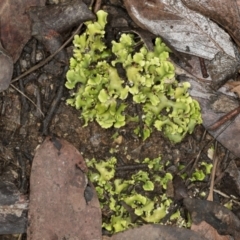 Cladia sp. (genus) at Point 4150 - 5 May 2022 by AlisonMilton