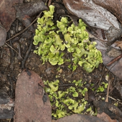 Cladia sp. (genus) at Point 4150 - 5 May 2022 by AlisonMilton