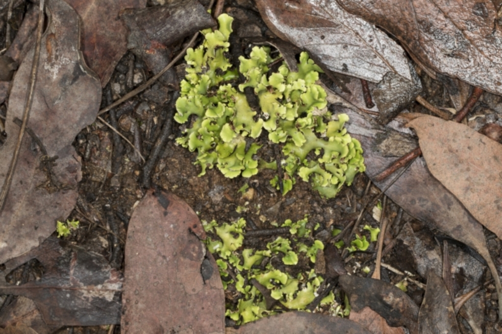 Cladia sp. (genus) at Aranda, ACT - 5 May 2022