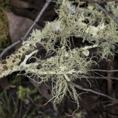 Usnea sp. (genus) (Bearded lichen) at Point 4152 - 5 May 2022 by AlisonMilton
