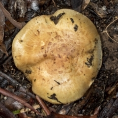 zz agaric (stem; gills not white/cream) at Aranda, ACT - 5 May 2022 by AlisonMilton