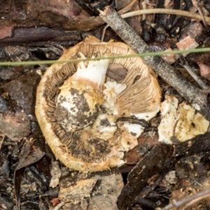 zz agaric (stem; gills not white/cream) at Aranda, ACT - 5 May 2022