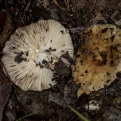 Russula sp. (Russula) at Aranda Bushland - 5 May 2022 by AlisonMilton