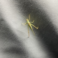 Tettigoniidae (family) (Unidentified katydid) at Lightning Ridge, NSW - 25 Apr 2022 by SimoneC