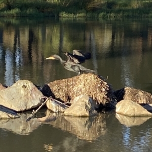 Phalacrocorax carbo at Jerrabomberra, NSW - 5 May 2022