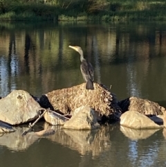 Phalacrocorax carbo at Jerrabomberra, NSW - 5 May 2022