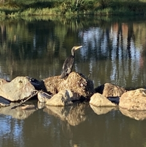 Phalacrocorax carbo at Jerrabomberra, NSW - 5 May 2022