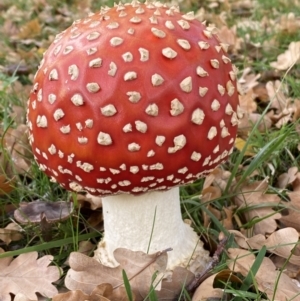 Amanita muscaria at Barton, ACT - 5 May 2022 12:04 PM