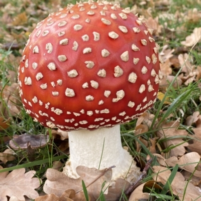 Amanita muscaria (Fly Agaric) at Barton, ACT - 5 May 2022 by SteveBorkowskis