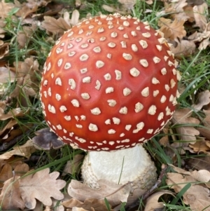 Amanita muscaria at Barton, ACT - 5 May 2022 12:04 PM