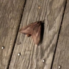 Oxycanus (genus) (Unidentified Oxycanus moths) at Chifley, ACT - 5 May 2022 by George