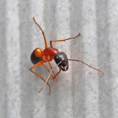 Camponotus consobrinus (Banded sugar ant) at Macarthur, ACT - 5 May 2022 by RodDeb