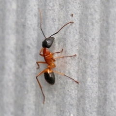 Camponotus consobrinus at Macarthur, ACT - 5 May 2022 02:10 PM