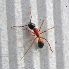 Camponotus consobrinus at Macarthur, ACT - 5 May 2022 02:10 PM