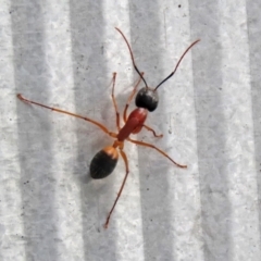 Camponotus consobrinus at Macarthur, ACT - 5 May 2022