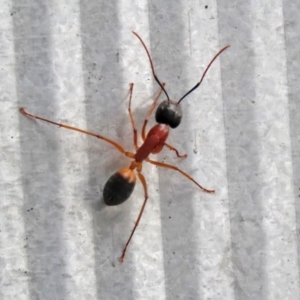 Camponotus consobrinus at Macarthur, ACT - 5 May 2022