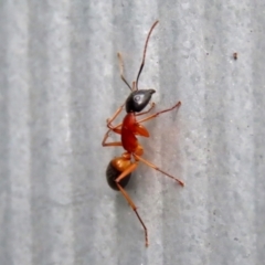 Camponotus consobrinus at Macarthur, ACT - 5 May 2022 02:10 PM