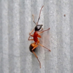 Camponotus consobrinus at Macarthur, ACT - 5 May 2022