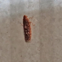 Unidentified Leafhopper & planthopper (Hemiptera, several families) (TBC) at Macarthur, ACT - 5 May 2022 by RodDeb