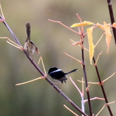 Malurus cyaneus (Superb Fairywren) at Gordon, ACT - 5 May 2022 by RodDeb