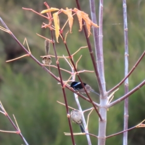 Malurus cyaneus at Gordon, ACT - 5 May 2022 01:06 PM