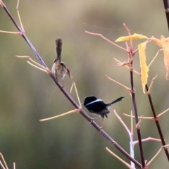 Malurus cyaneus at Gordon, ACT - 5 May 2022 01:06 PM